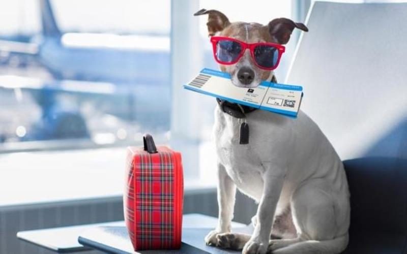 Making Travel Plans Easier for Pet Owners