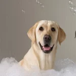 Adoption vs. Breeder
